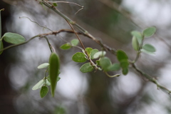 Pentatropis capensis